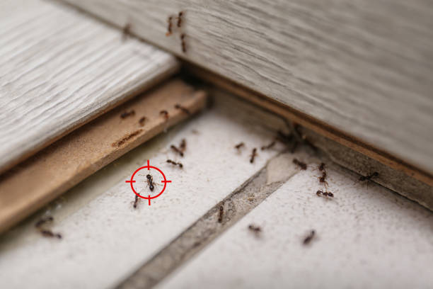 Best Pest Inspection Near Me  in Rio Dell, CA