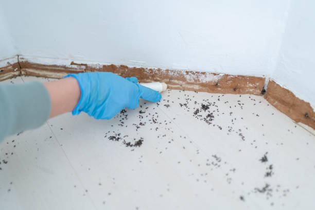 Best Bed Bug Extermination  in Rio Dell, CA